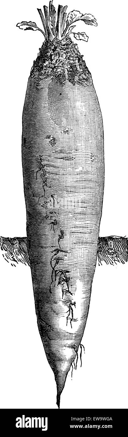 Mangelwurzel, ein Wurzelgemüse, Vintage graviert Abbildung. Industrielle Enzyklopädie - E.O Lami - 1875 Stock Vektor
