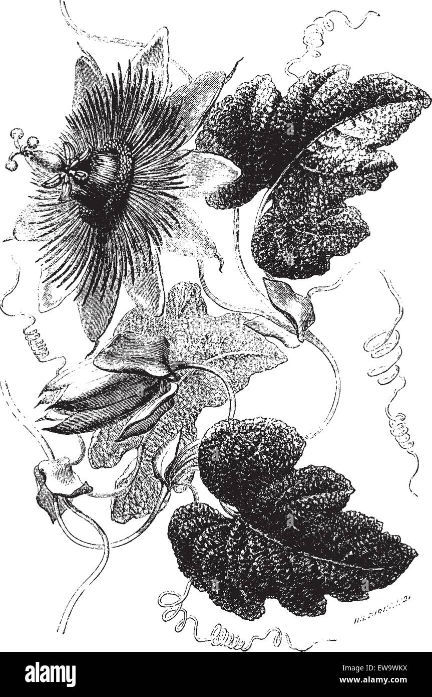 Passiflora Crispa Suaveolens, graviert Vintage Illustration. Le Tour du Monde, Reise-Journal (1872). Stock Vektor