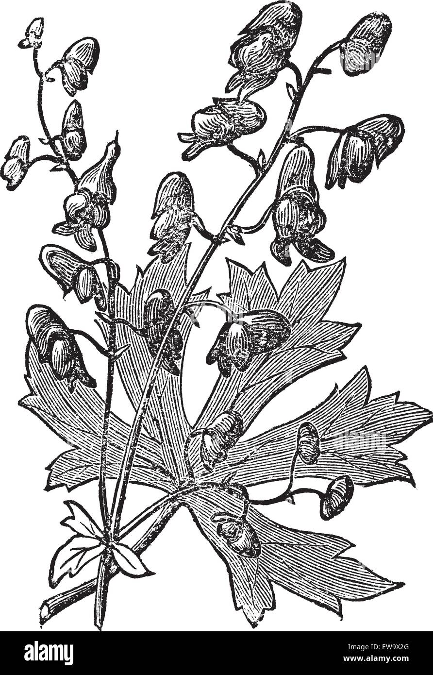 Monkshood oder Aconitum napellus gravierte Illustration. Auch bekannt als Aconit, Wolf's Bane, Fuzi, Mönchsblut oder Mönchshaube. Alte alte alte Pflanze Radierung Stock Vektor