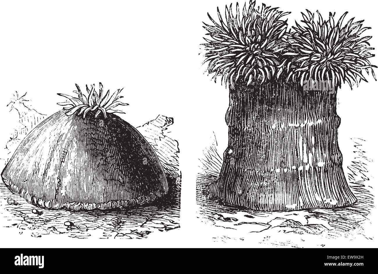 Öffnen und Schließen Seeanemone alte eingravierten Abbildung. Seeanemonen sind eine Gruppe von Wasser - Wohnung, räuberischen Tiere der Bestellung Actiniaria. Stock Vektor