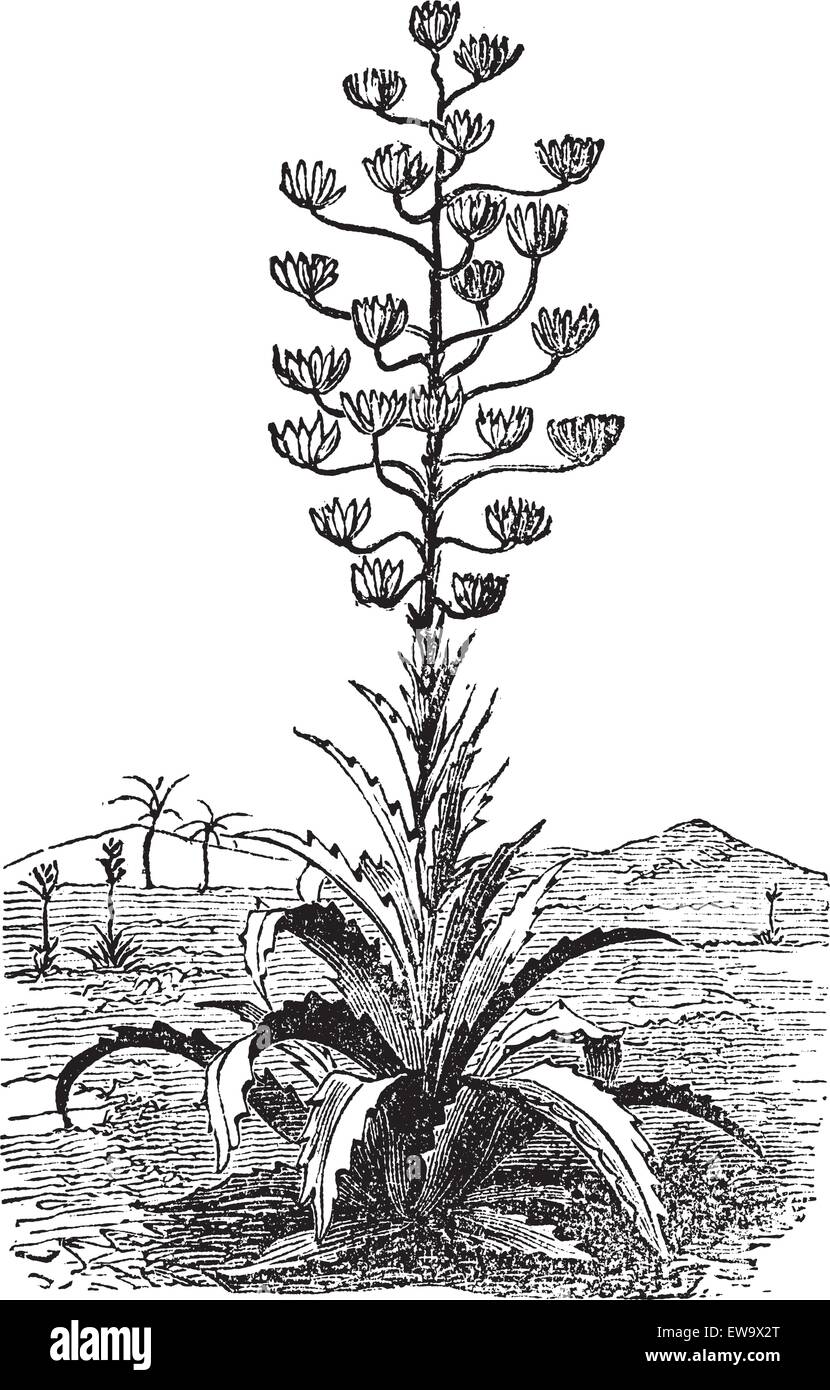 Jahrhundert Anlage oder Agave Americana alten Vintage Gravur. Graviert