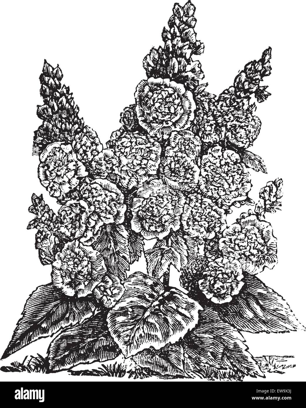 Doppel Zwerg Hollyhocks oder Alcea rosea Vintage Gravur. Alte gravierte Illustration, in Vektor, von einem doppelten Zwerg Hollyhock Pflanze und Blumen. Stock Vektor