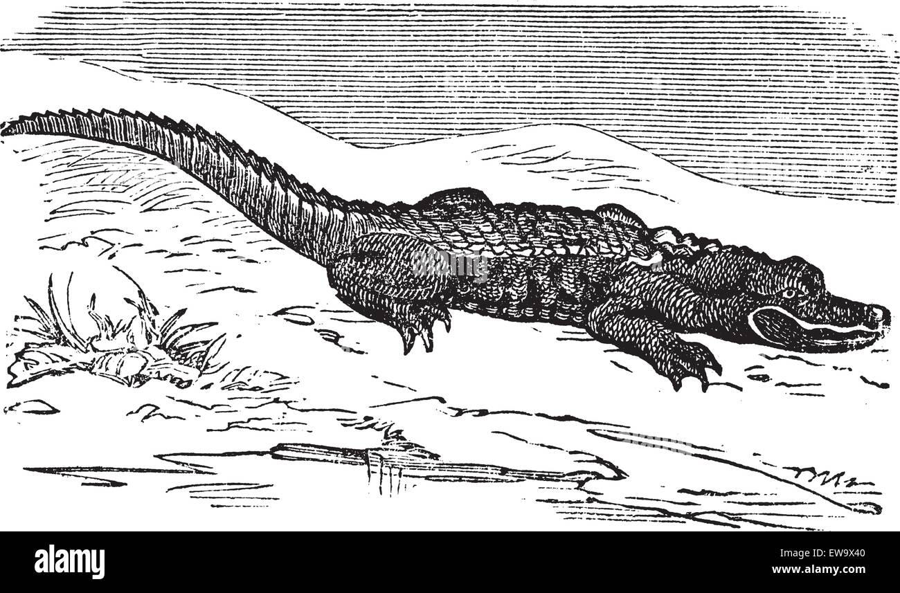 Amerikanischer Alligator Gravur oder Alligator Mississippiensis. Alten graviert Außenillustration einen Alligator in der Nähe von Wasser zu legen. Stock Vektor