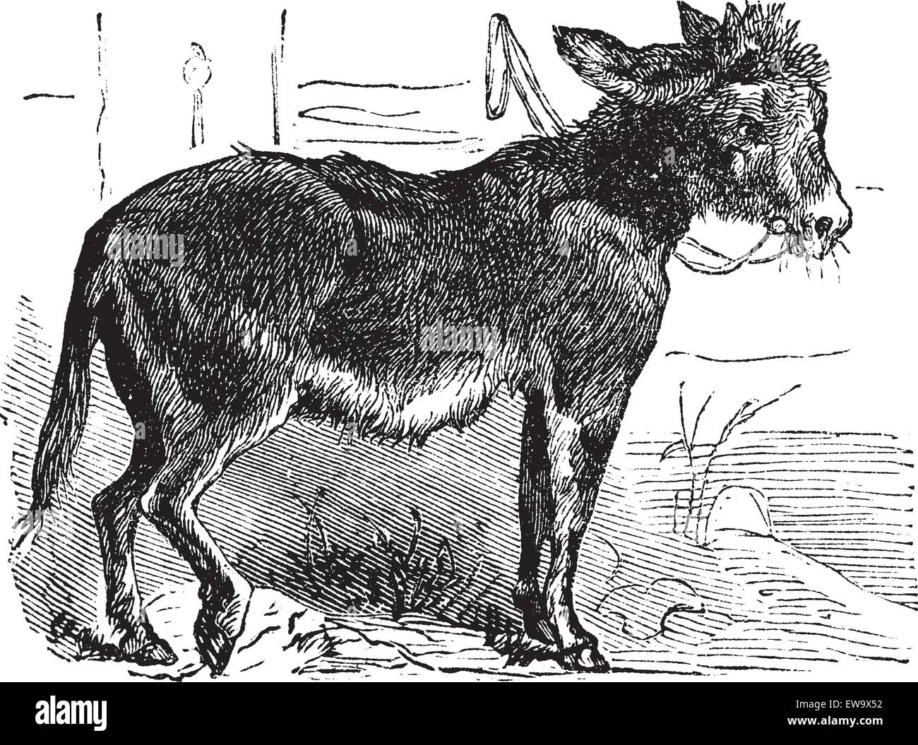 Domestizierte Esel, Esel, Equus asinus vulgaris oder Africanus asinus