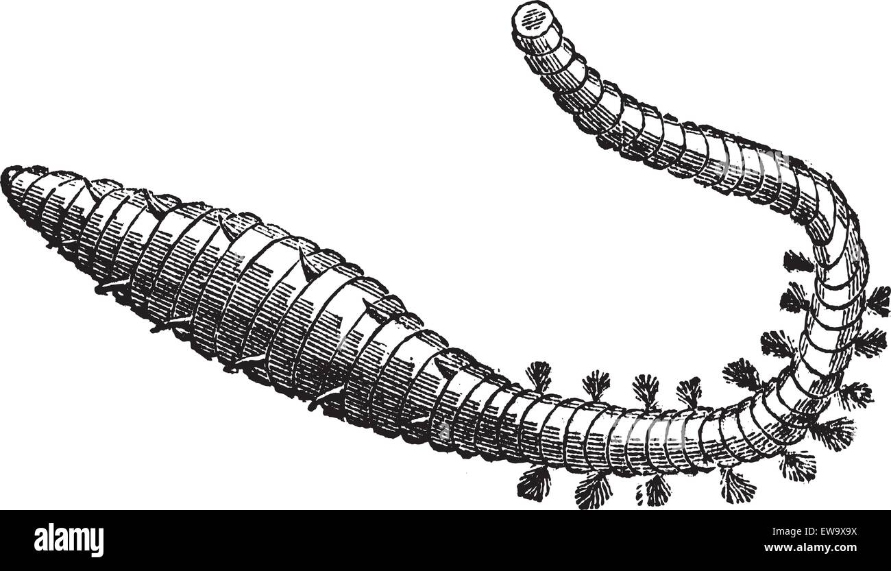 Wattwurm, Sandwurm oder Interpretation Marina Alter Stich. Alten graviert Außenillustration Sand Wurm. Stock Vektor