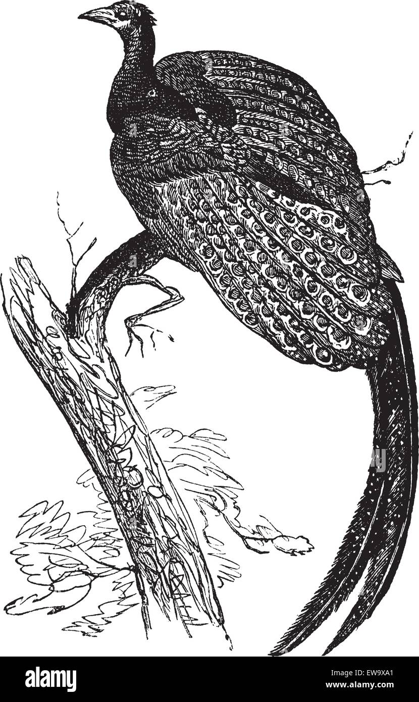 Argus giganteus oder große Fasan, gemeinsame specie von Fasan Rosenmüllershöhle. Alte eingraviertem Muster, Vektor, der eine Große argus Vogel. Stock Vektor