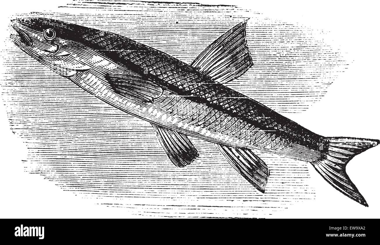 Blacknosed Dace, rhinichthys atratulus oder argyreus atronasus Rosenmüllershöhle. Alte eingraviertem Muster, Vektor, der eine blacknosed dace Fisch im Wasser. Stock Vektor