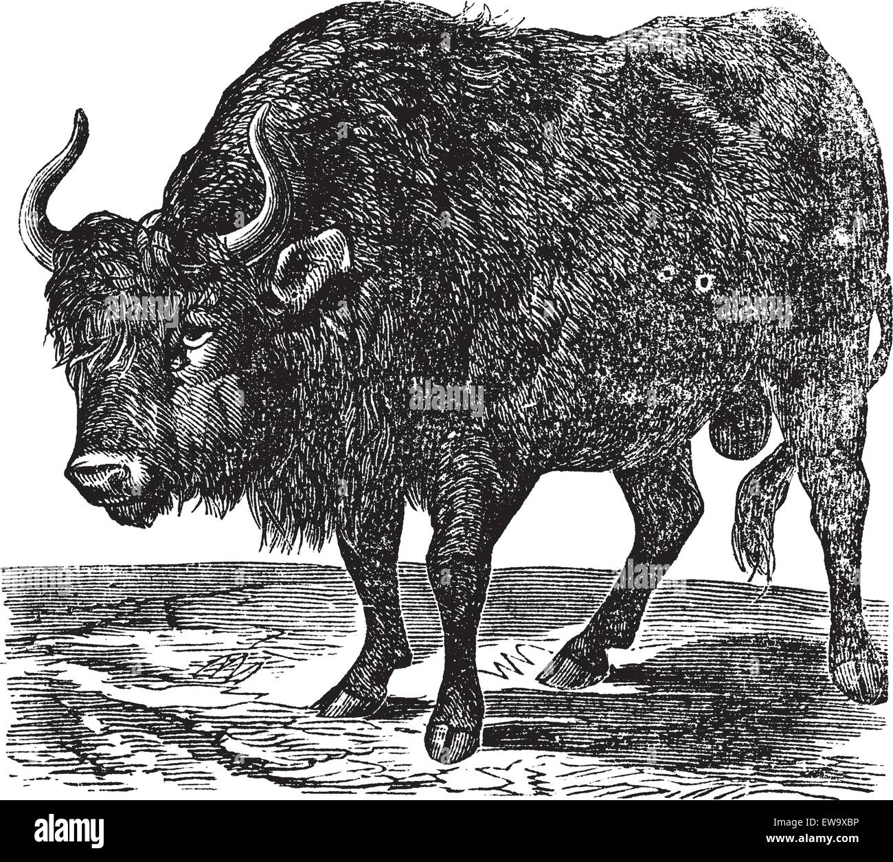 Der amerikanische Bison, Bison oder American Buffalo. Vintage Gravur. Alte gravierte Darstellung eines American Buffalo in Nordamerika gefunden. Stock Vektor