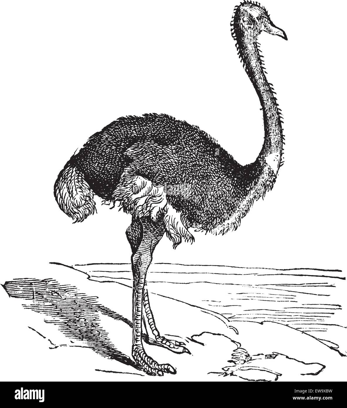 Der Strauß oder Struthio camelus. Vintage Gravur. Alte eingravierten Abbildung: ein Strauß. Einen großen flugunfähigen Vogel aus Afrika. Stock Vektor