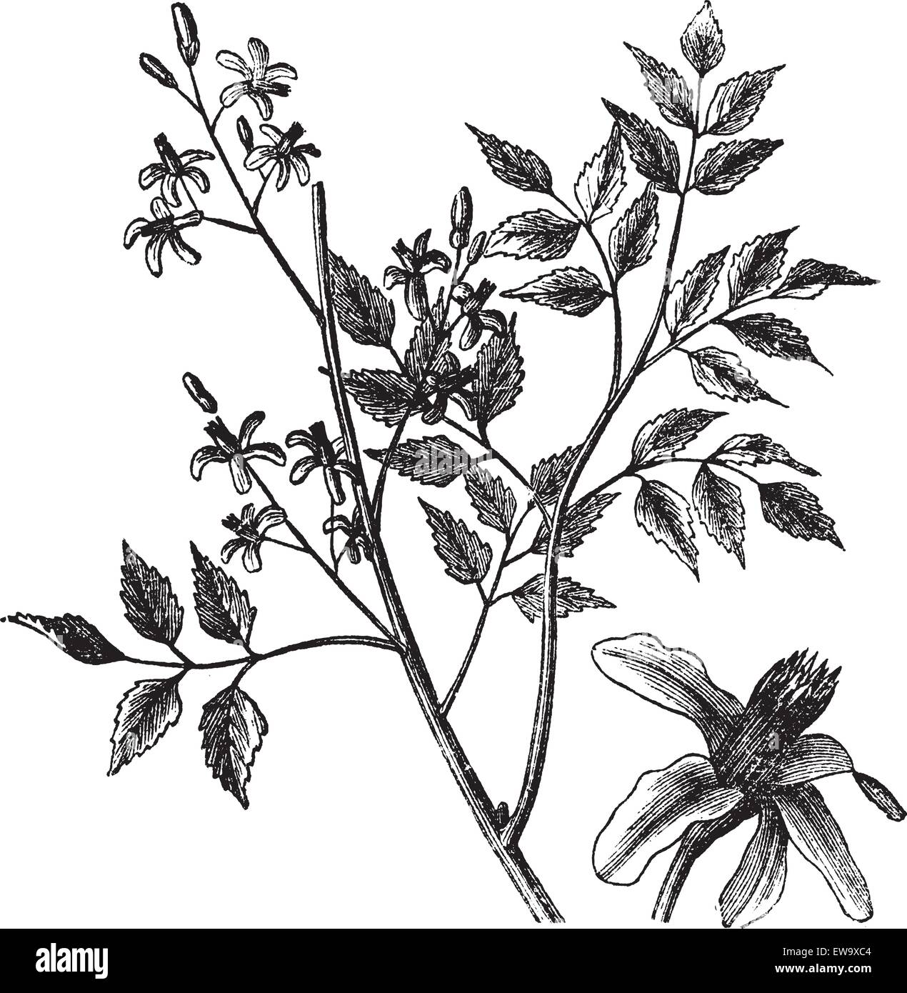 Mahagoni oder Melia Azedarach, Vintage-Gravur. Alten graviert Außenillustration einen Mahagoni-Baum Blumen zeigen. Stock Vektor