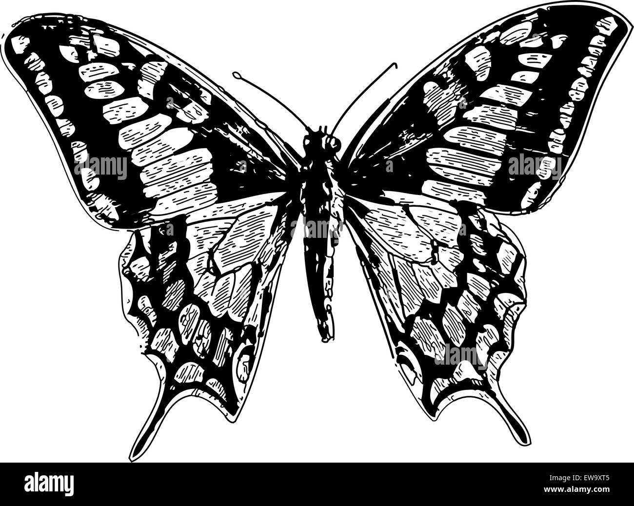 Alte eingravierten Abbildung einer alten Welt Swallowtail oder Pieris brassicae, auf weissem isoliert. Live verfolgt. Aus dem Trousset Enzyklopädie, Paris 1886 - 1891. Stock Vektor