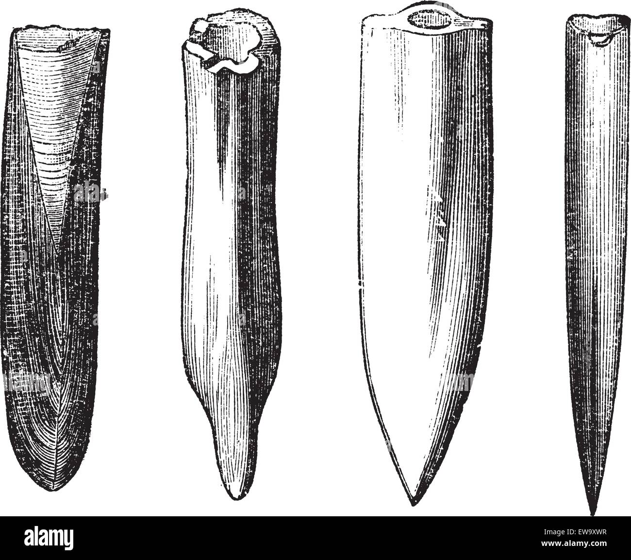 Belemnite Fossilien, vintage Gravur. Alte eingravierten Abbildung: Belemnite Fossilien, die verschiedene Formen der Guard (hinteren) Teil des Organismus: (von links nach rechts) mäßig akute, mucronate, akute, sehr akut. Stock Vektor