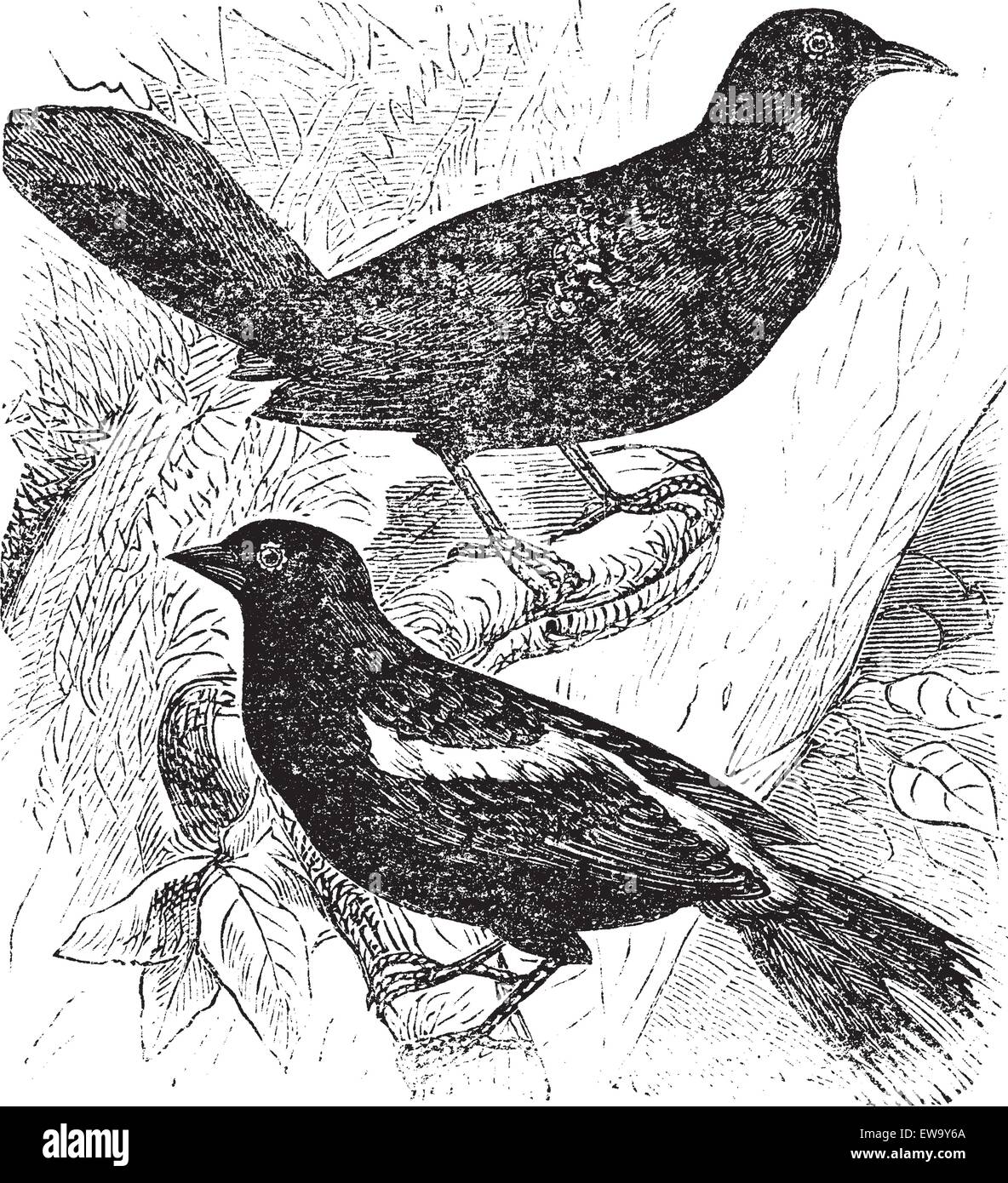 Auch bekannt als Dolichonyx Oryzivorus Bobolink, zwei Vögel, Vintage Illustration der Bobolink eingraviert. Stock Vektor
