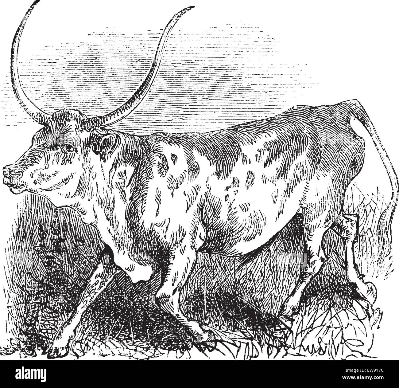 Brasilianisch, Kuh, Kuh, Vintage gravierten Abbildung der brasilianischen. Stock Vektor