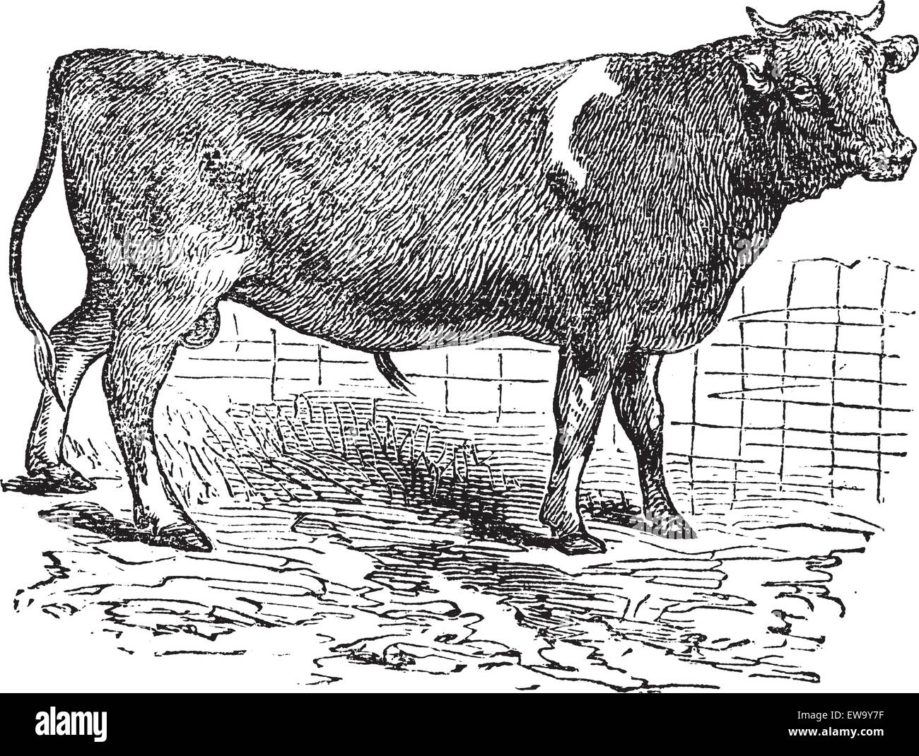 Alderney, Vieh, Vintage gravierten Abbildung von Alderney, Rinder. Stock Vektor