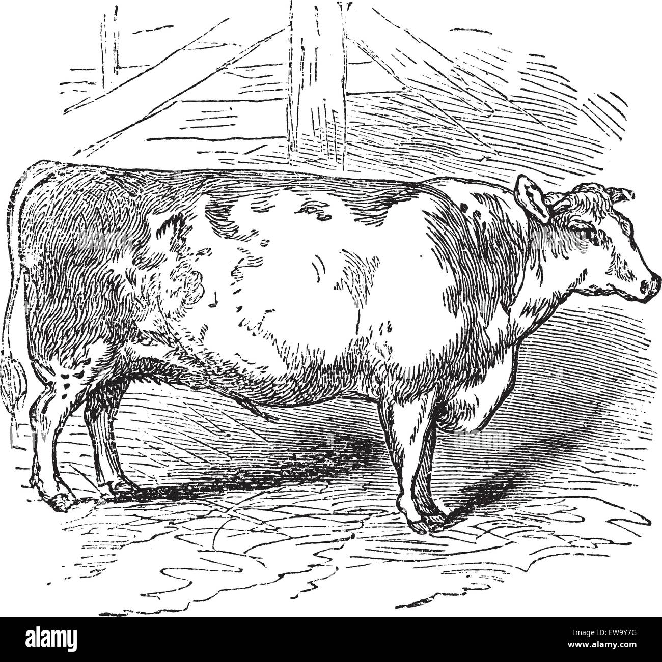 Beef Shorthorn, Vieh, Durham, England, Vintage gravierte Darstellung der Beef Shorthorn, Vieh, Durham, England. Stock Vektor
