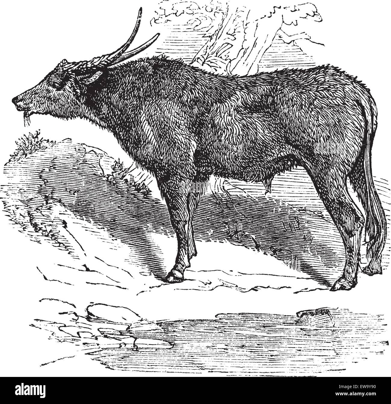 Wasserbüffel auch bekannt als Bubalus bubalis, Büffel, Inder, Vintage gravierte Illustration von Inder, Büffel, Bubalus bubalis. Stock Vektor