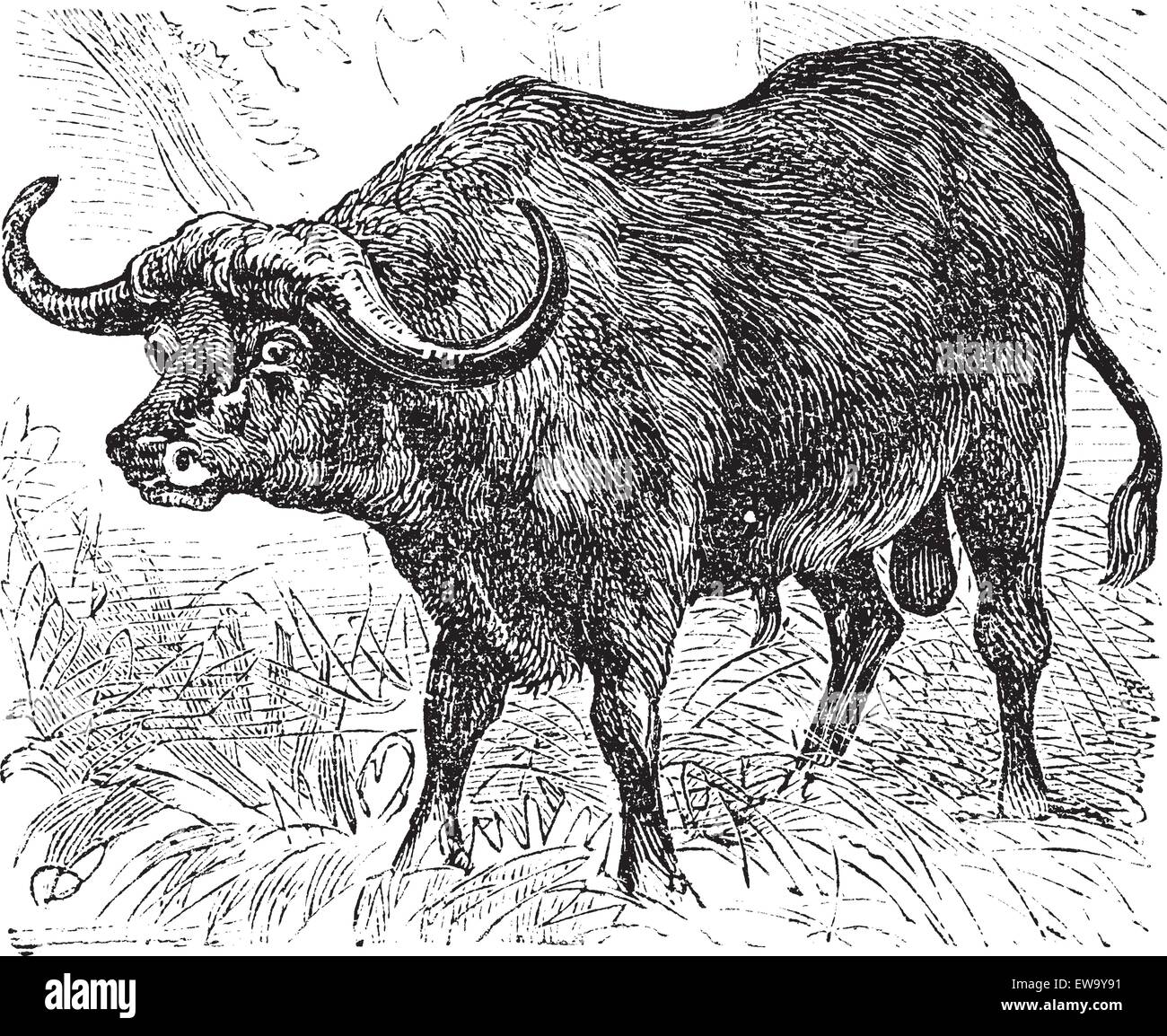 Afrikanischer Büffel auch bekannt als Syncerus Caffer, Buffalo, Vintage gravierte Darstellung der afrikanischen Büffel. Stock Vektor