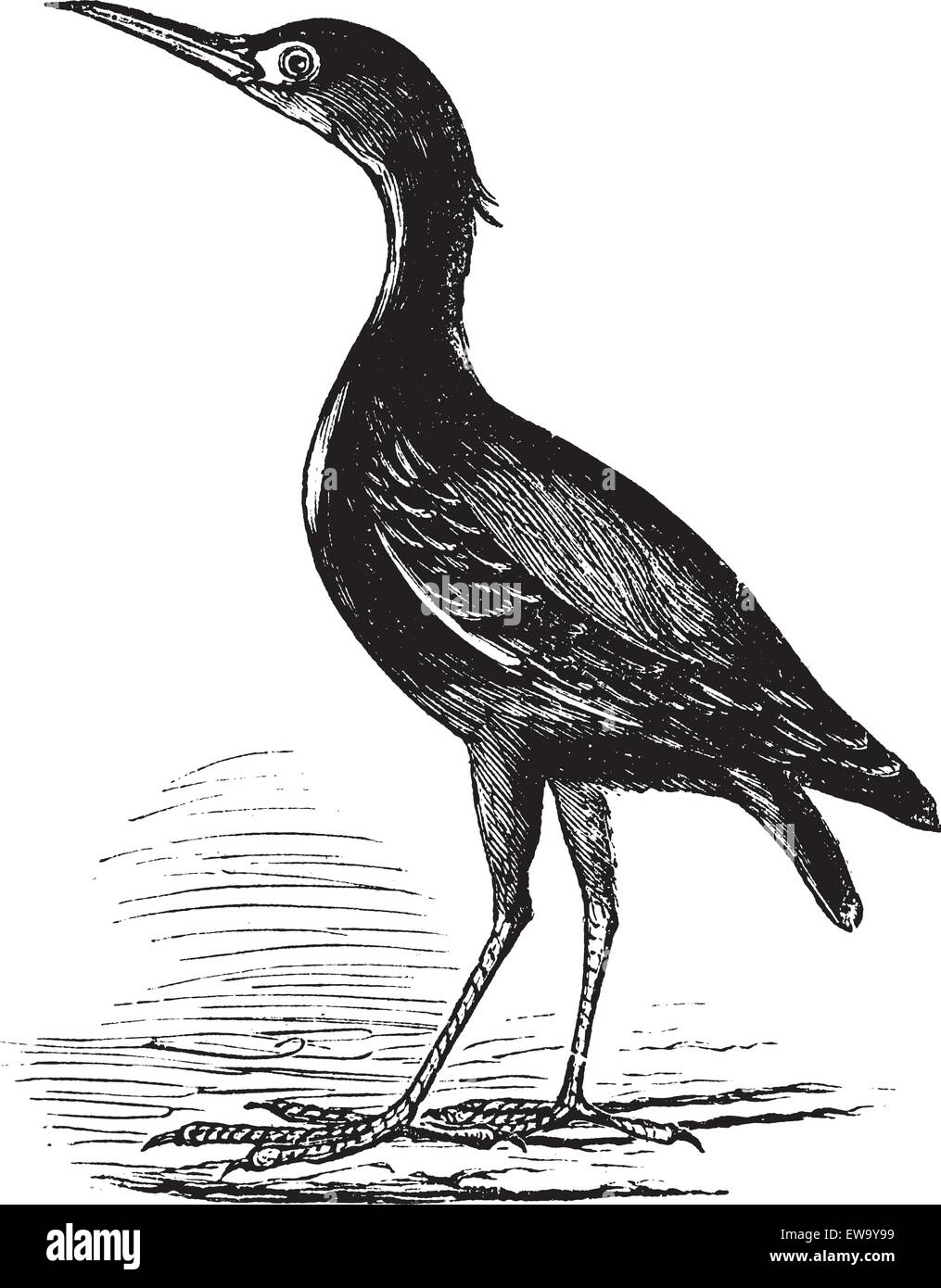 Eurasische Rohrdommel auch bekannt als Botaurus Stellaris, Vogel, graviert Vintage Illustration des eurasischen Rohrdommel, Vogel. Stock Vektor