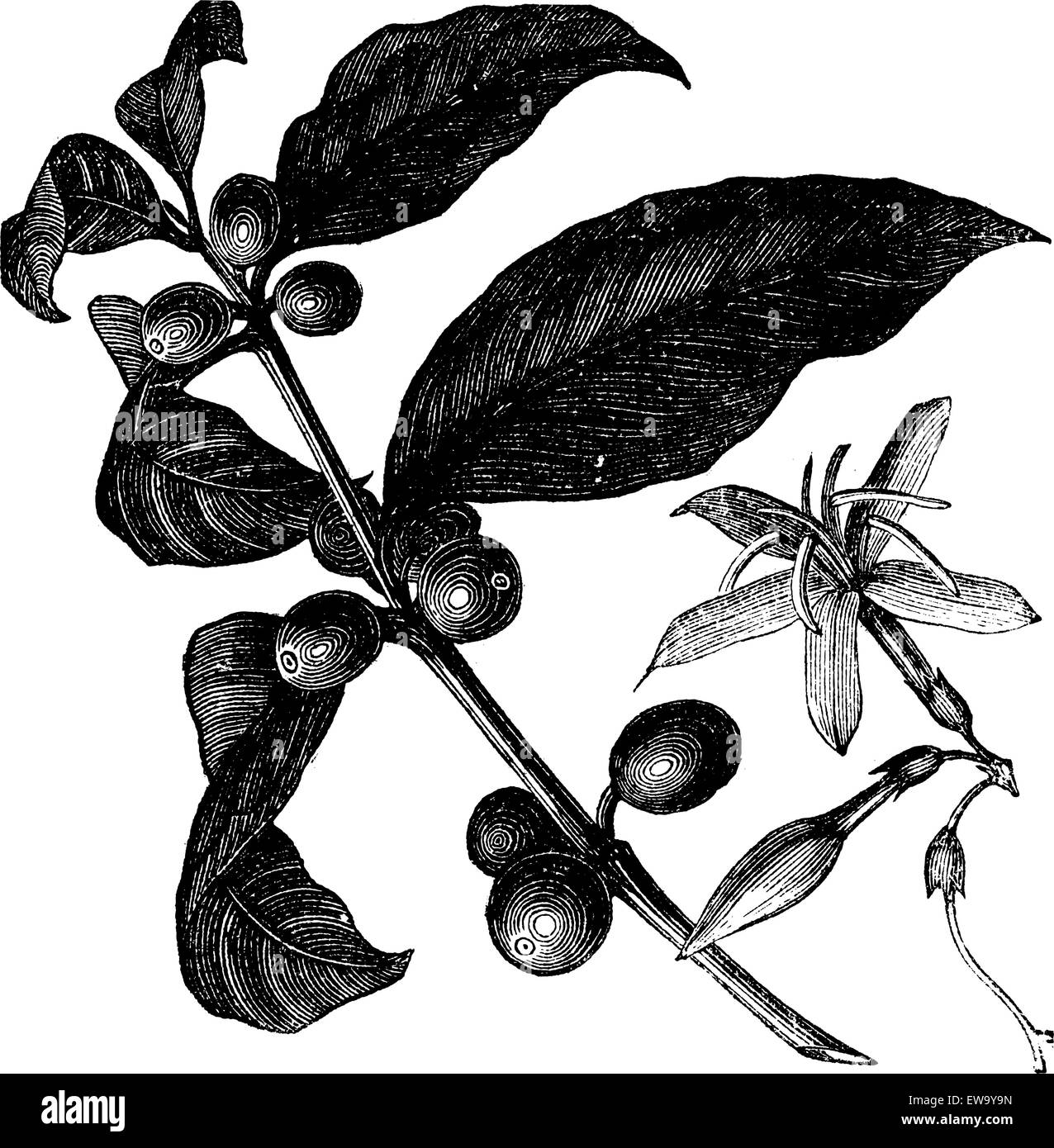 Coffea, oder Kaffee Strauch und Früchte, vintage Gravur. Vintage eingravierten Abbildung: Kaffee, Samen, Früchte und Blüten vor einem weißen Hintergrund isoliert. Stock Vektor