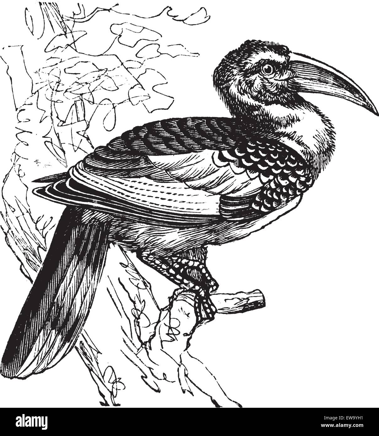 Rot-billed Hornbill auch bekannt als Tockus Erythrorhynchus, Vintage graviert Abbildung rot-billed Hornbill, Vogel. Stock Vektor
