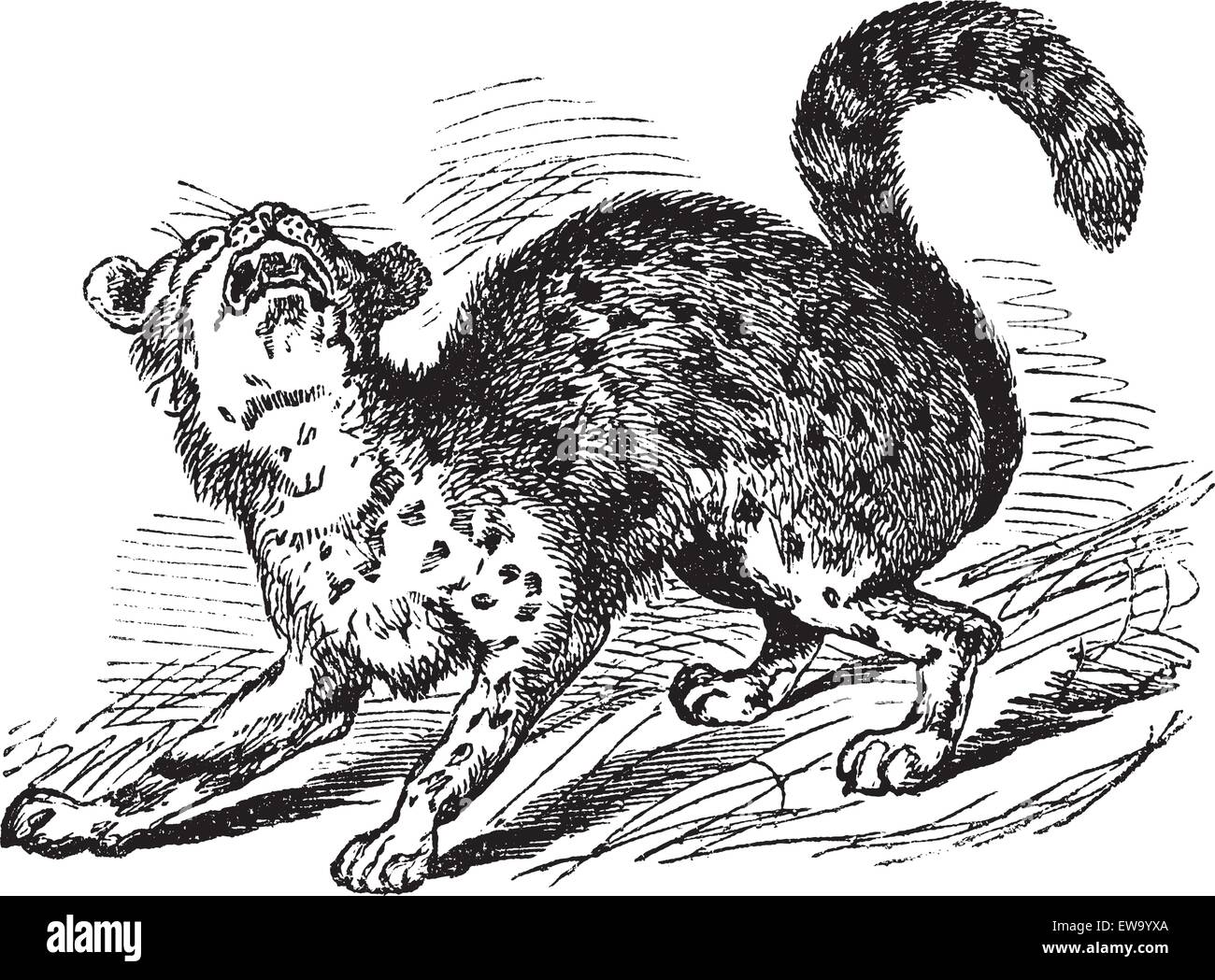 Tigerkatze oder Tigerkatze oder pardalis Tigrinus, Vintage-Gravur. Alten graviert Außenillustration eine Tigerkatze. Stock Vektor