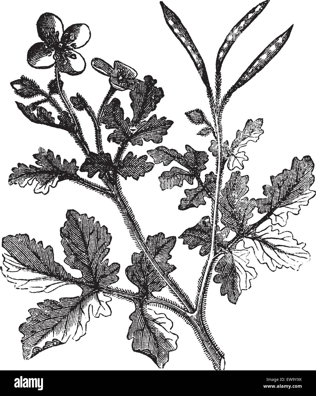 Schöllkraut oder Tetterwort oder Bloodroot oder Chelidonium majus, vintage Gravur. Alte eingravierten Abbildung eines Tetterwort Pflanze, Blumen und Samen pod. Stock Vektor