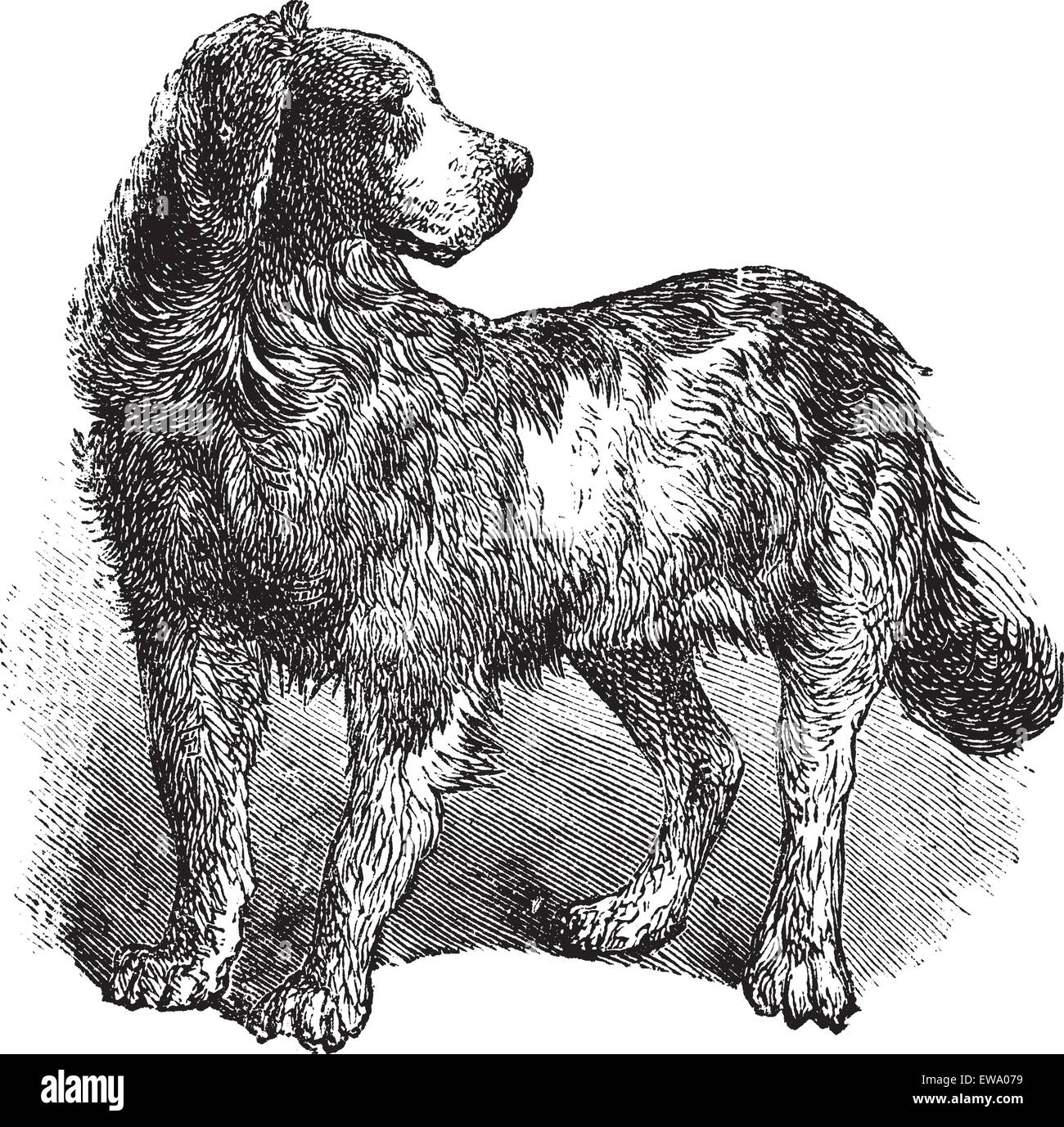 Neufundland oder Canis Lupus Familiaris, Vintage-Gravur. Alten graviert Abbildung von einem Neufundland. Stock Vektor