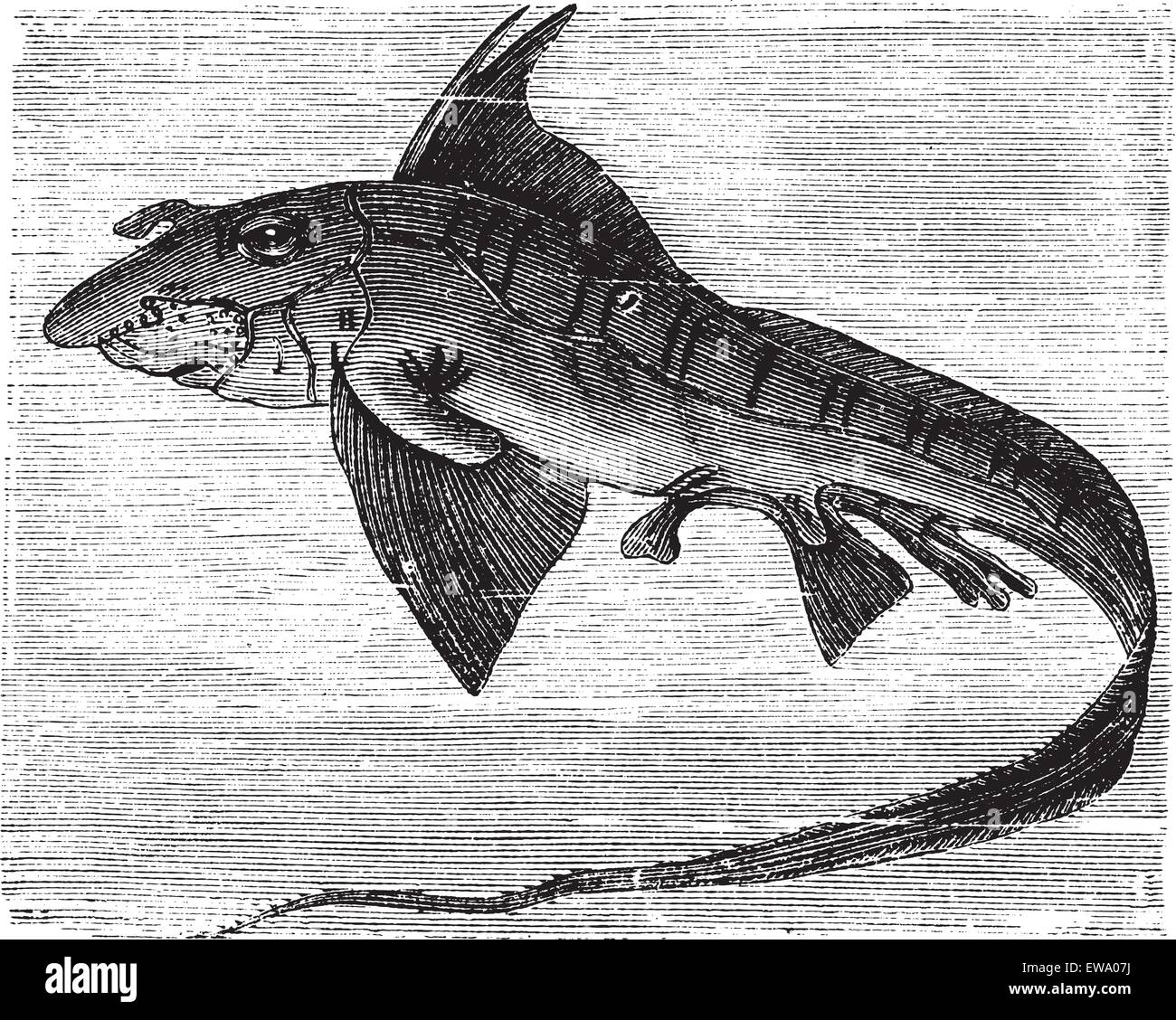 Kaninchen-Fisch oder Ratte Fisch oder Chimaera Monstrosa, Vintage-Gravur. Alten gravierte Darstellung eines Fisches Kaninchen. Stock Vektor