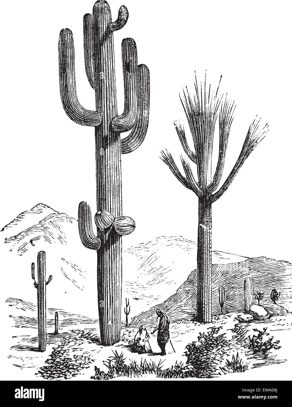 Saguaro oder Carnegiea Gigantea, Vintage-Gravur. Alten graviert Außenillustration ein Saguaro. Stock Vektor