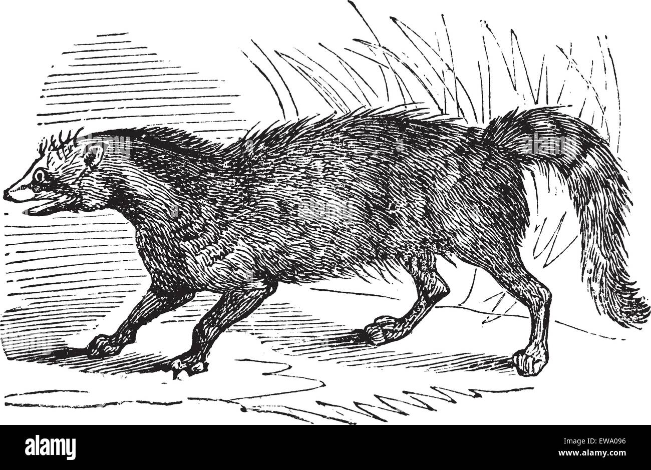 Civet oder Viverridae, Vintage Gravur. Alten graviert Außenillustration ein Civet. Stock Vektor