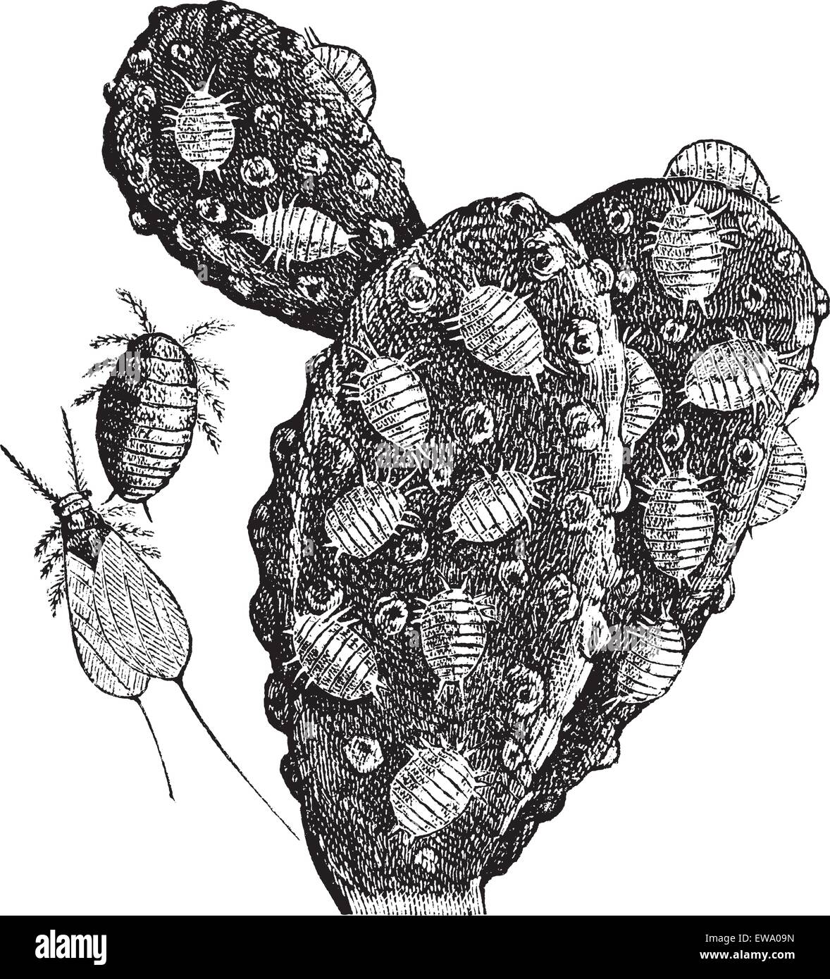 Mealybug oder Pseudococcidae, vintage Gravur. Alte eingravierten Abbildung: eine Herde von wollläuse Fütterung auf ein Kaktus (rechts), eine weibliche (oben Mitte), und einem männlichen (unten Mitte). Stock Vektor