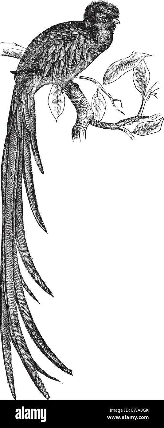 Resplendent Quetzal oder Pharomachrus Mocinno, VintageGravur. Alten