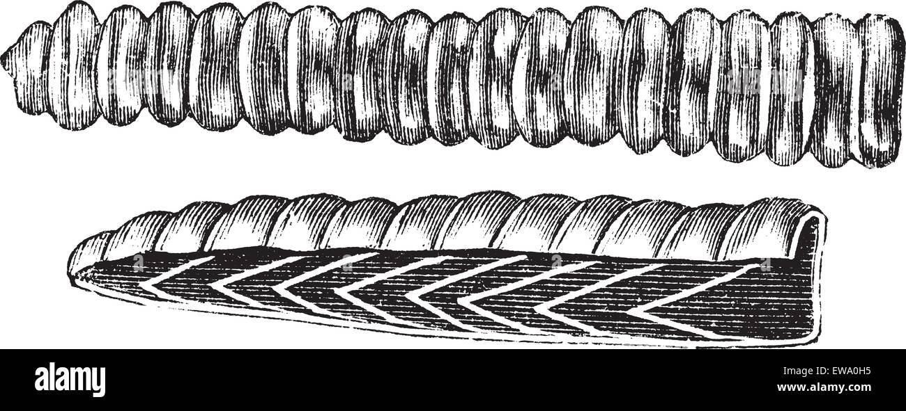 Klapperschlange Rattle, Vintage Gravur. Alten graviert Abbildung einer Klapperschlange Klappern zeigt Querschnitt der Skala abdecken. Stock Vektor