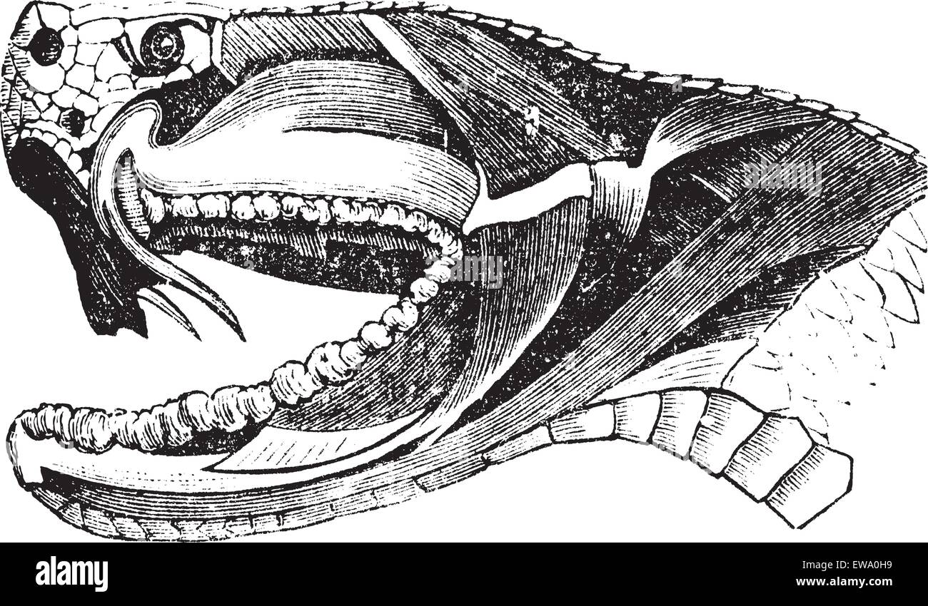 Viper Schlangenkopf, Vintage Gravur. Alten graviert Abbildung des Abschnitts eines Viper Schlange Kopf mit langen Reißzähnen Venom injiziert. Stock Vektor