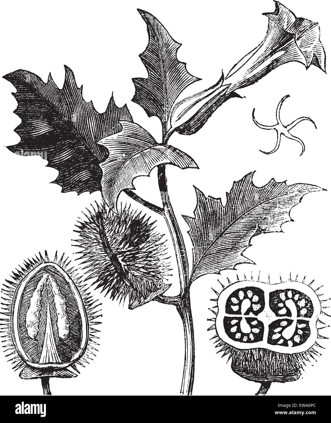 Thorn Apple oder jimson Weed oder Datura stramonium, vintage Gravur. Alte eingraviertem Muster von Thorn Apple Pflanze, Blumen (oben) und Samenkapseln (unten links und rechts). Stock Vektor