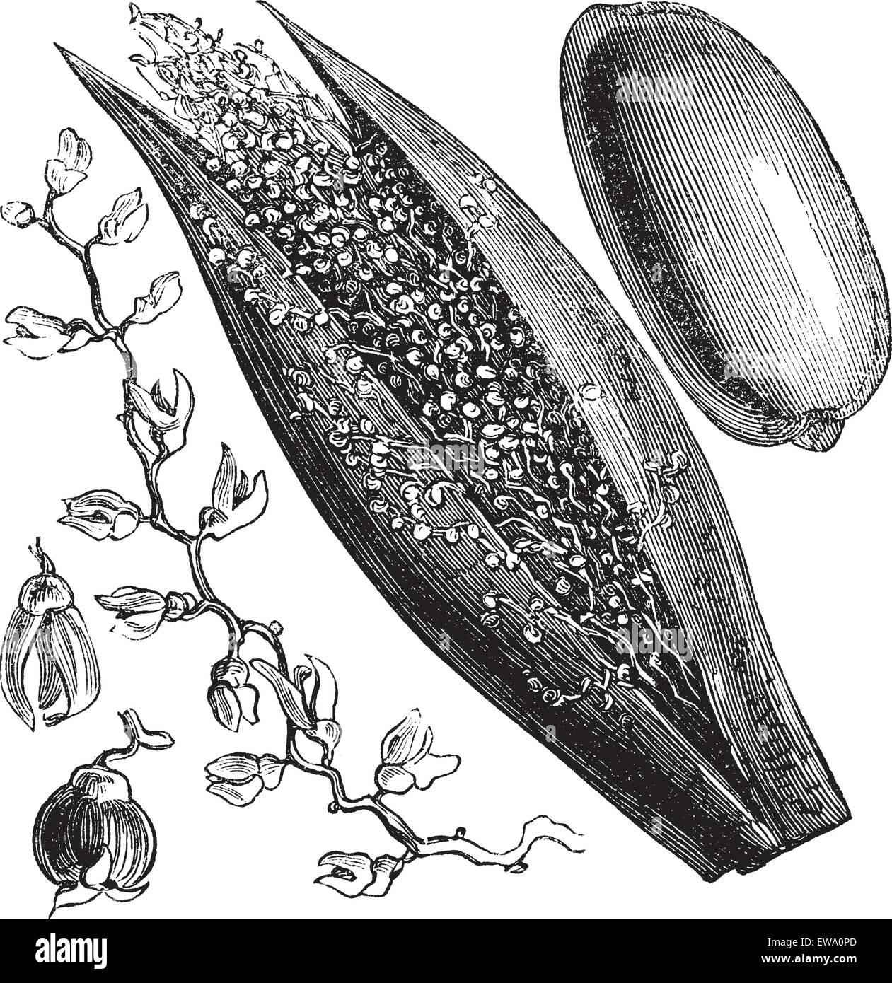 Datum Palm oder Phoenix dactylifera, vintage Gravur. Alte eingravierten Abbildung einer Dattelpalme inforescence (links und Mitte) und palm Obst (rechts). Stock Vektor
