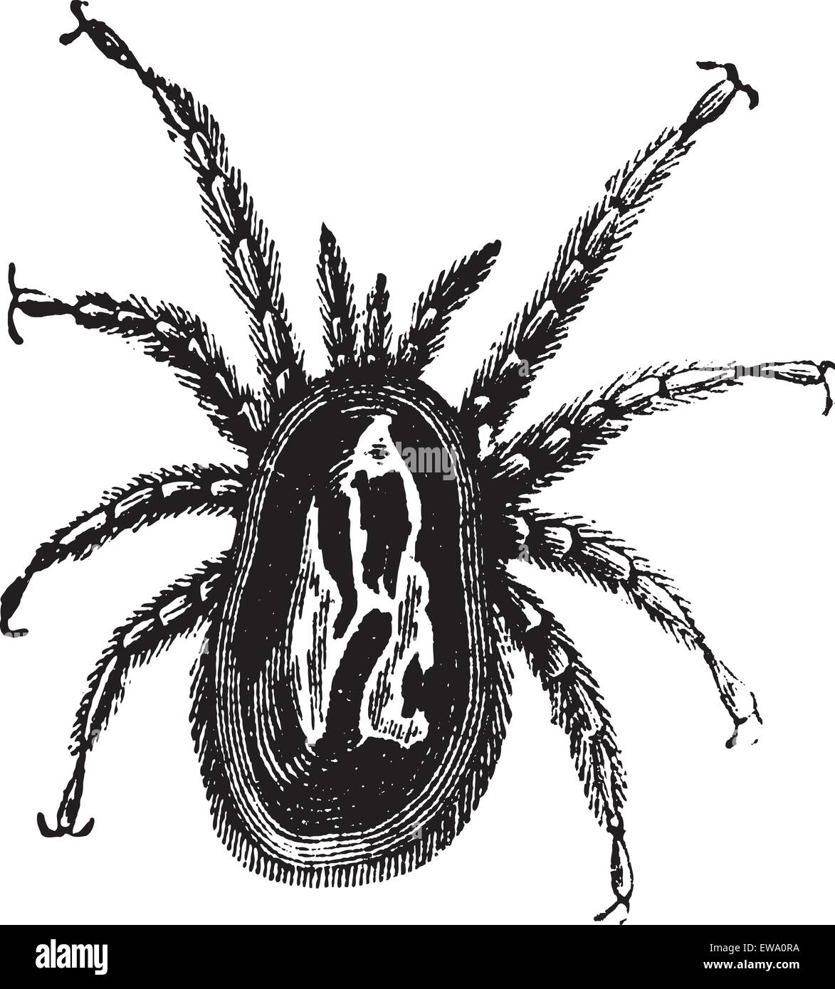 Rote Milbe oder Dermanyssus Gallinae, Vintage-Gravur. Alten graviert Außenillustration eine rote Milbe. Stock Vektor