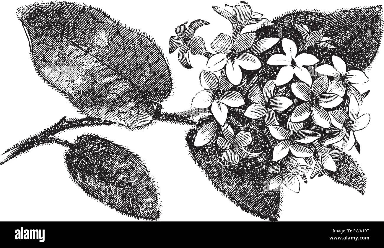 Mayflower oder Trailing Arbutus oder Epigaea Repens, Vintage-Gravur. Alten graviert Außenillustration ein Mayflower. Stock Vektor