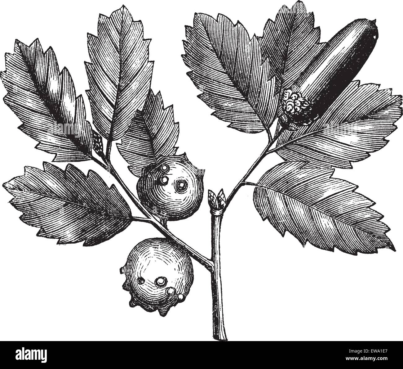 Quercus lusitanica oder Gall Oak oder Lusitanian Oak oder Dyer's Oak oder Quercus infectoria Olivier, Vintage Gravur. Alte eingravierte Illustration von Gall Oak, Pflanze und Kugeln auf weißem Hintergrund isoliert. Stock Vektor