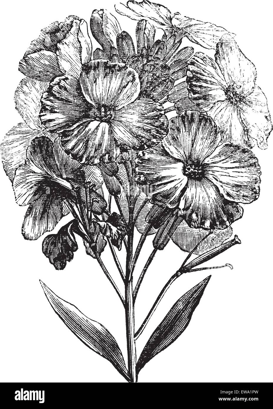 Ägäis mauerblümchen oder Erysimum cheiri oder Cheiranthus Cheiri, vintage Gravur. Alte eingraviertem Muster von Aegean Mauerblümchen, auf einem weißen Hintergrund. Stock Vektor