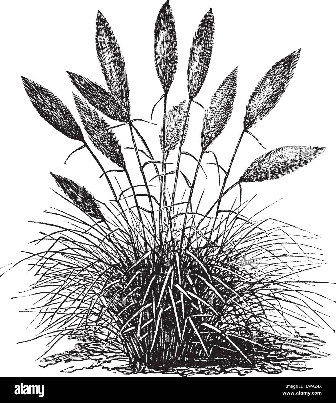 Gynerium Silber (Gynerium gnostische) oder Pampa grass Vintage Gravur. Alten graviert Abbildung von Gynerium Silber. Stock Vektor