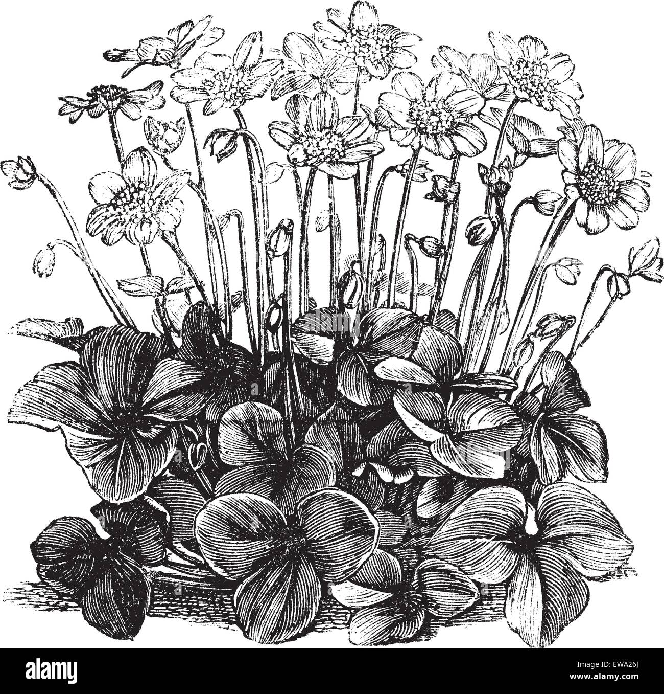 Schönen Hepatica Triloba Vintage Gravur. Alten graviert Illustration des frischen Hepatica Triloba. Stock Vektor