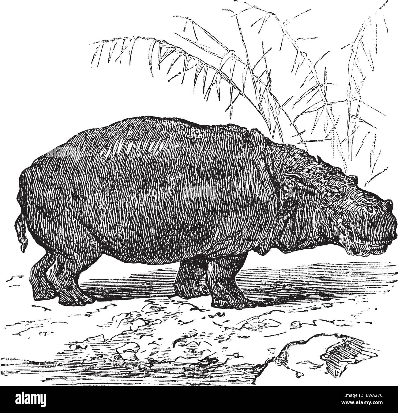 Oder Hippopotamus amphibius Flusspferd oder nilpferd oder Nilpferde, vintage Gravur. Alte eingravierten Abbildung: Nilpferd, in der Nähe vom Wasser. Stock Vektor