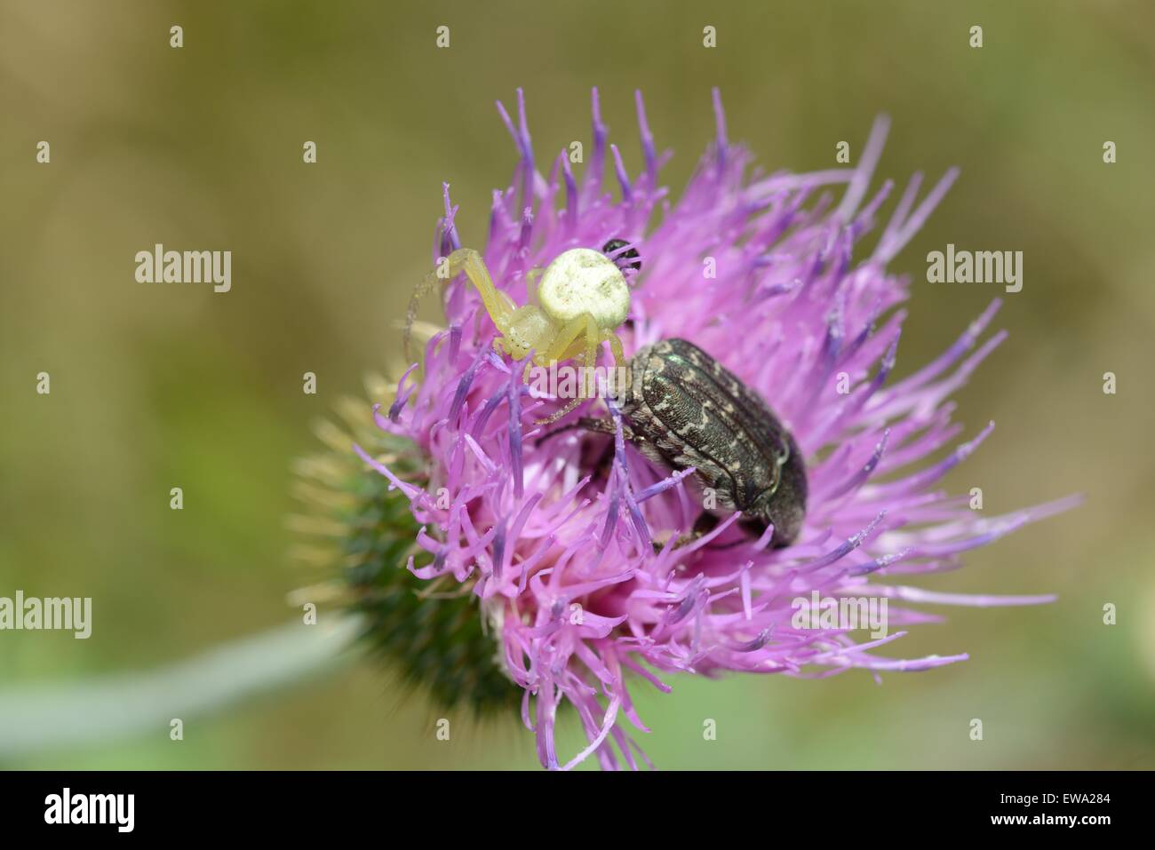 Texas Distel mit Krabbenspinne und Spangled Blume Käfer Stockfoto