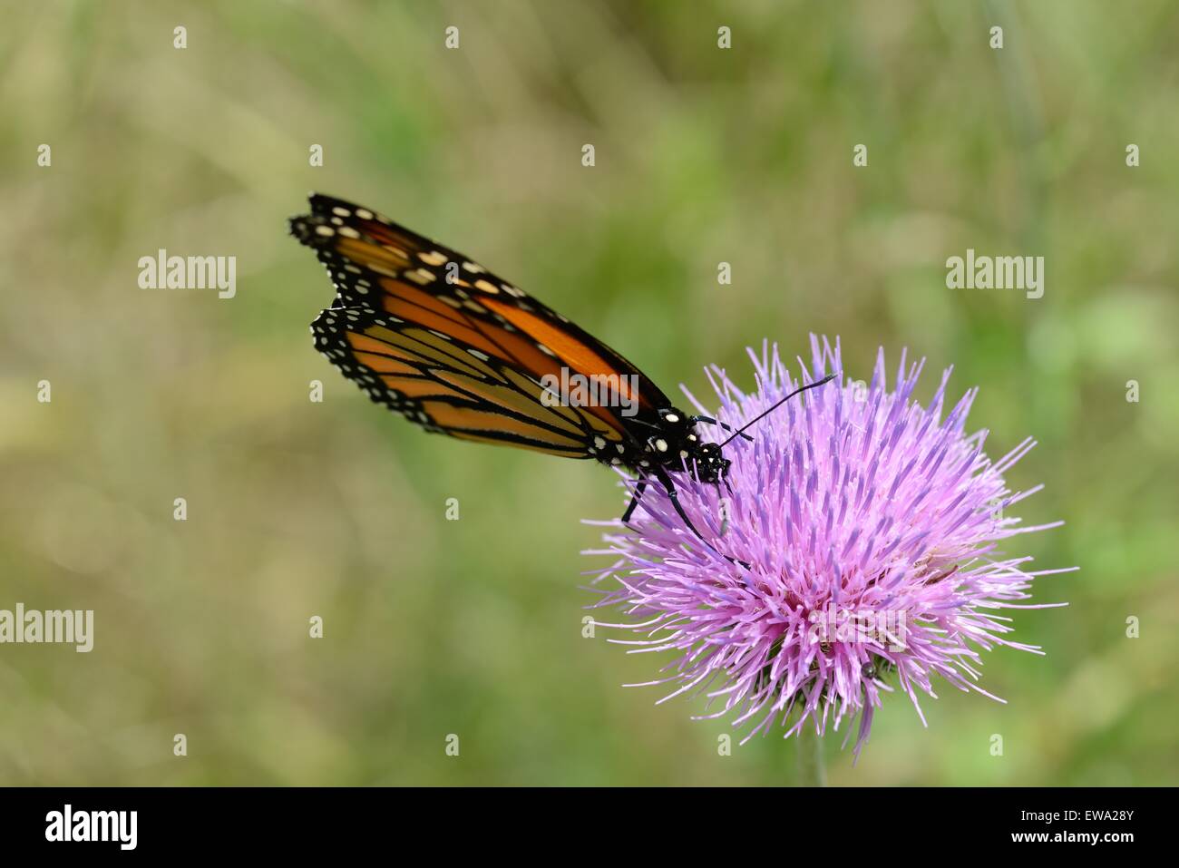 Texas Distel mit Monarch-Schmetterling Stockfoto