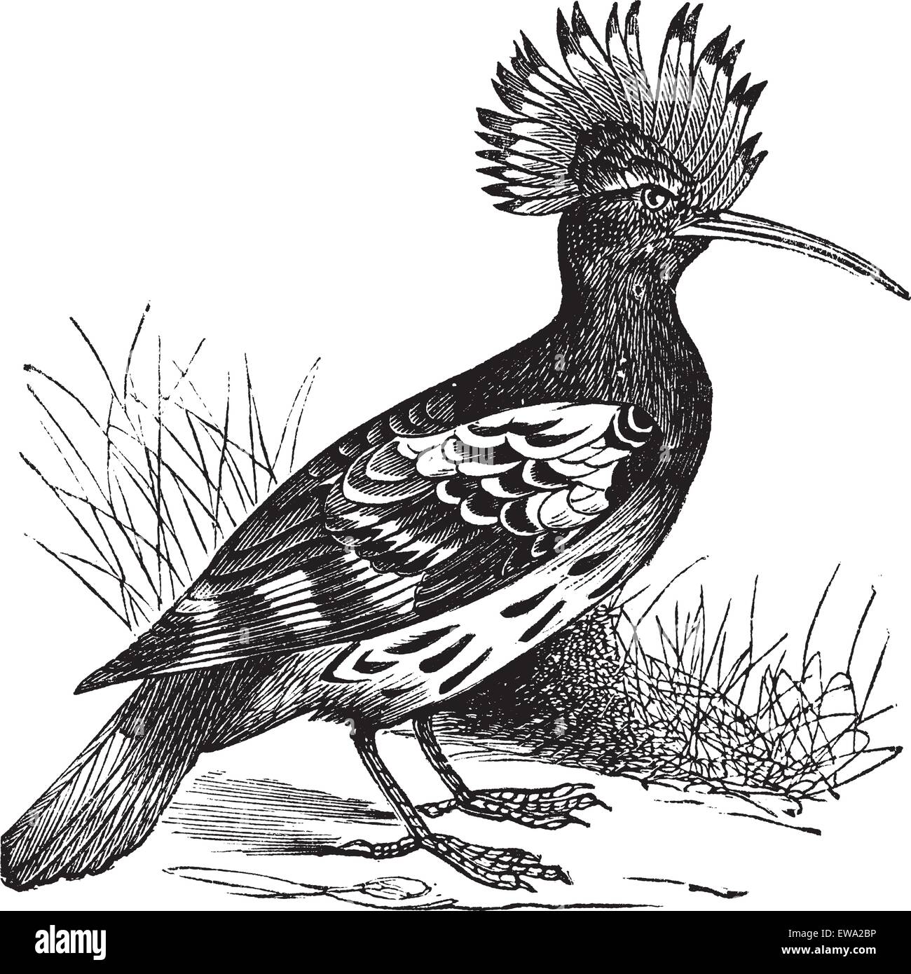 Wiedehopf oder Upupa Epops, Vintage-Gravur. Alte eingraviert Darstellung der Wiedehopf in der Wiese. Stock Vektor