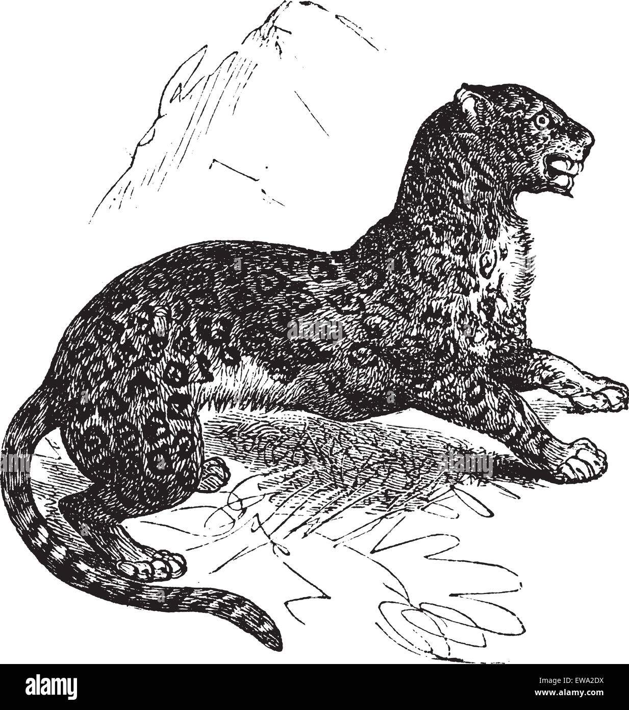 Jaguar oder Panthera Onca, Vintage-Gravur. Alten graviert Abbildung von Jaguar, wachsam auf der Wiese. Stock Vektor