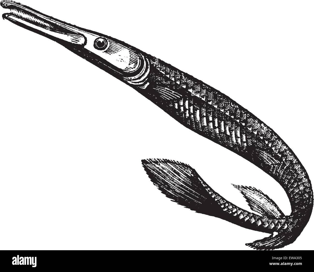 Lepisosteus Osseus oder Longnose Gar oder Kreuzschlitzschraubenzieher Gar graviert Vintage Illustration. Trousset Enzyklopädie (1886-1891). Stock Vektor