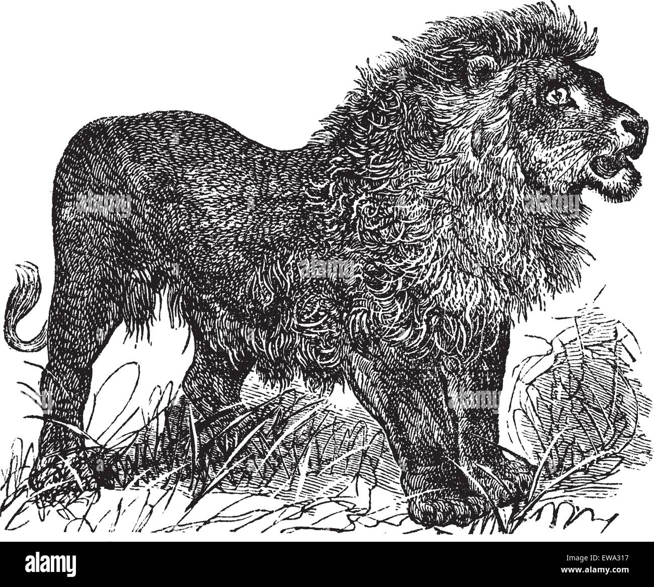 African Lion Vintage gravierten Abbildung. Trousset Enzyklopädie (1886-1891). Stock Vektor